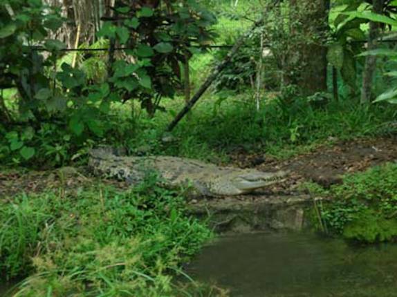Jacaré no Parque Nacional Darien, entre Panamá e Colômbia (foto de Sérgio Ramirez - nuestramontaña.com )